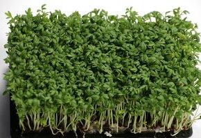 Kressegarten basteln mit MaikeMoin