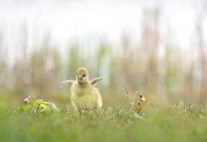 A0106401 Graugansküken