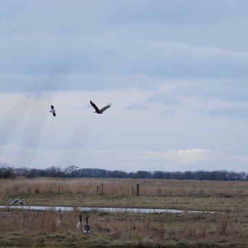 Kleine Vogelkundliche Radtour &ndash; Einblicke in die Vogelwelt von F&ouml;hr