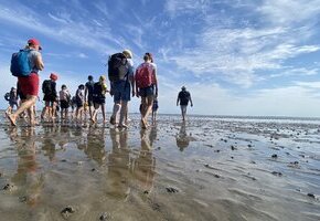 Naturkundliche Wattwanderung im Nieblumer Watt