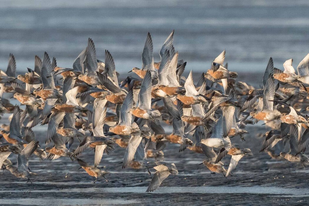"Trauminsel des Vogelzugs"
