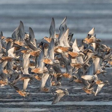 "Trauminsel des Vogelzugs"