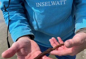 Kormoraninsel und Seehunde – Die unendlichen Weiten des Wattes