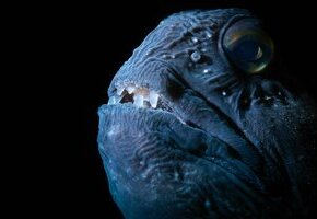 Die wilde Nordsee - Natur, die sich nicht zähmen lässt