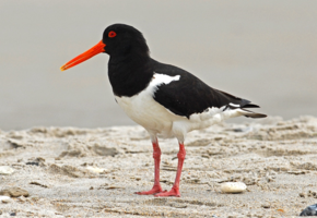 Vogelkiek_Helmut_Mittelstädt