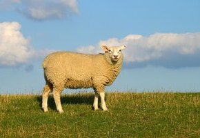 Die Insel entdecken für Minis mit MaikeMoin