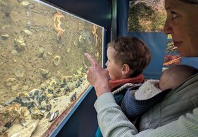 F&uuml;tterung der Aquarientiere im Nationalpark-Haus