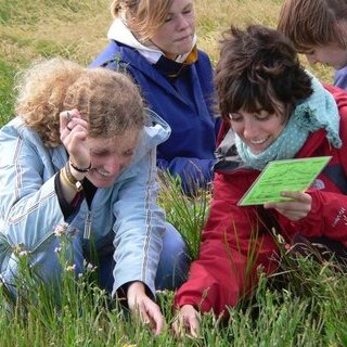 Führung: Was blüht in der Salzwiese auf Amrum?