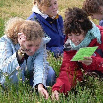 Führung: Was blüht in der Salzwiese auf Amrum?