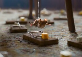 Mission: Mäusejagd - Chaos unterm Weihnachtsbaum