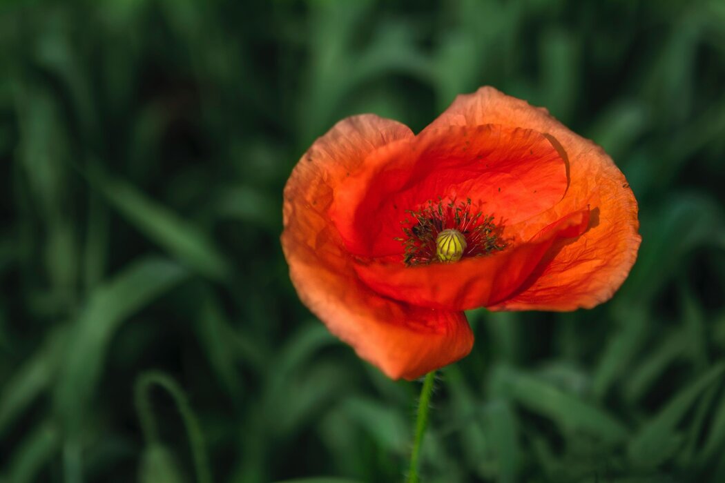 klemen-vrankar-blg-e8nKiRo-unsplash