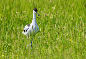 A0100219 Säbelschnäbler