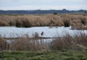 Kleine Vogelkundliche Radtour &ndash; Einblicke in die Vogelwelt von F&ouml;hr