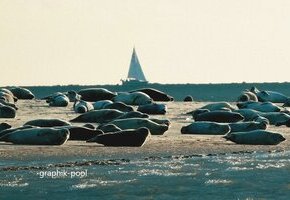 Kormoraninsel und Seehunde – Die unendlichen Weiten des Wattes