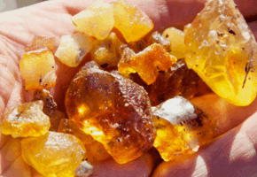 Workshop: Funde an Strand und Sp&uuml;lsaum mit Bernsteinschleifen