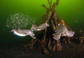 Die wilde Nordsee - Natur, die sich nicht zähmen lässt