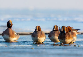 Pfeifenten HH-Koog-1_Reiner Jochims