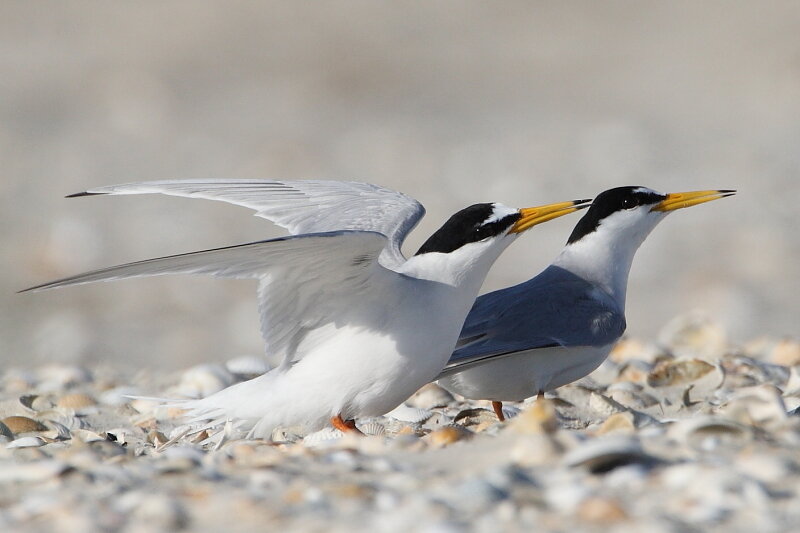 "V&ouml;gel des Nationalparks Wattenmeer"