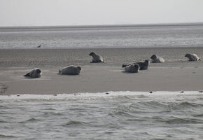 Seehundsb&auml;nke &ndash; Seetierfang mit dem "MS Rungholt"