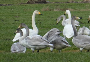 Singschwaene-mit-ihrem-Nachwuchs-Bernd-Roland-Huendorf_klein