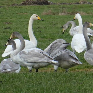 Singschwaene-mit-ihrem-Nachwuchs-Bernd-Roland-Huendorf_klein