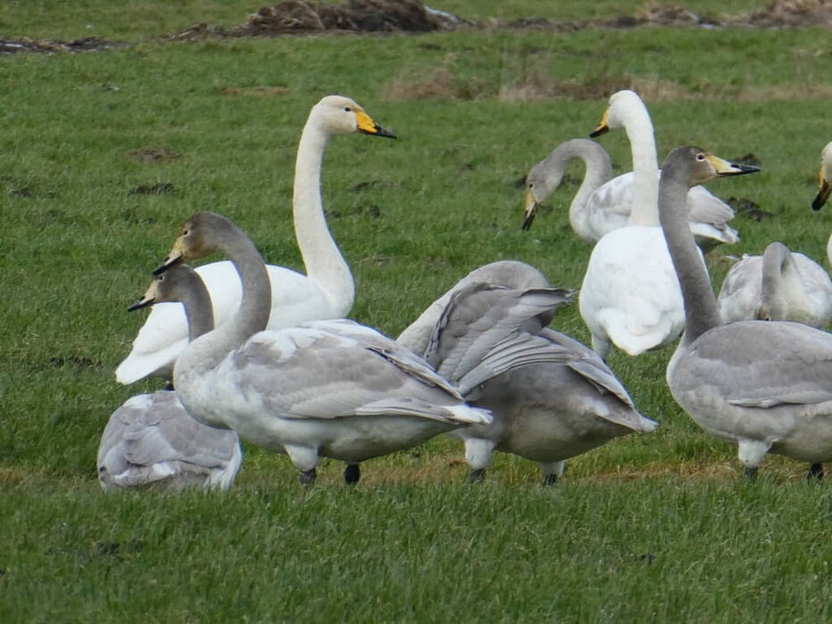 Singschwaene-mit-ihrem-Nachwuchs-Bernd-Roland-Huendorf_klein