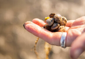 Wattwandern von F&ouml;hr nach Amrum mit der WATTfriesin &ndash; echt & friesisch!