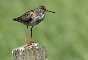 "Leben in der Salzwiese&ldquo;