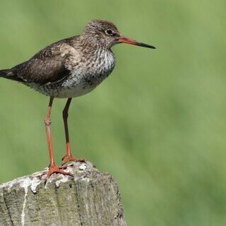 "Leben in der Salzwiese&ldquo;