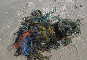 Workshop: Funde an Strand und Sp&uuml;lsaum mit Bernsteinschleifen