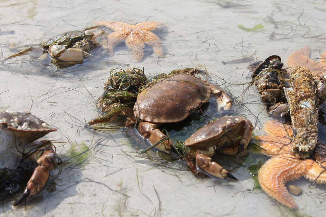 Gro&szlig;e Halligmeer-Kreuzfahrt Hallig Gr&ouml;de &ndash; Seetierfang &ndash; Seehundsb&auml;nke mit MS "Hauke Haien"