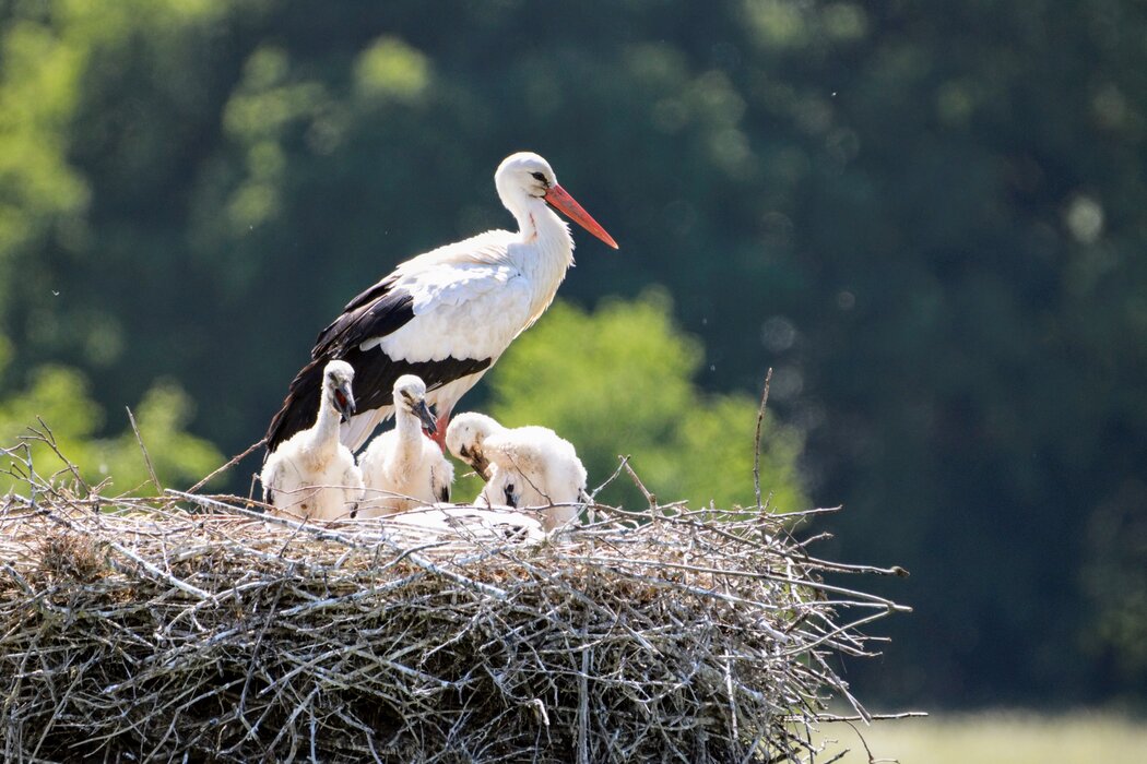Storchennest