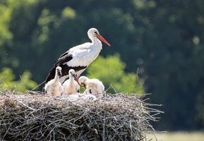 Storchennest