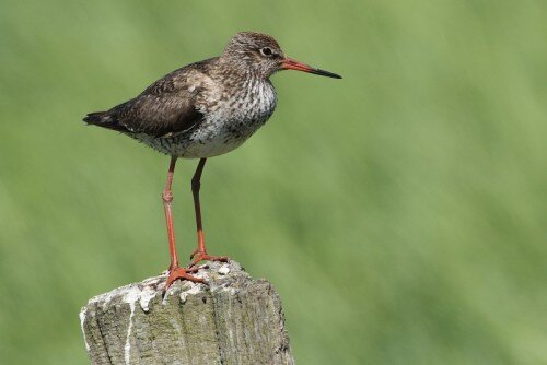 "Salzwiesenf&uuml;hrung&ldquo;