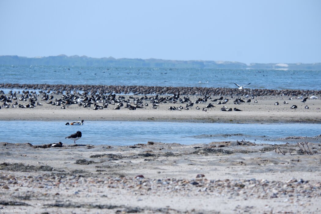Vogelkiek an der Godel &ndash; Blick in die Vogelwelt am Strand und im Watt