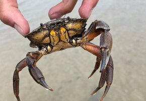 Wattwanderung von Amrum nach Föhr