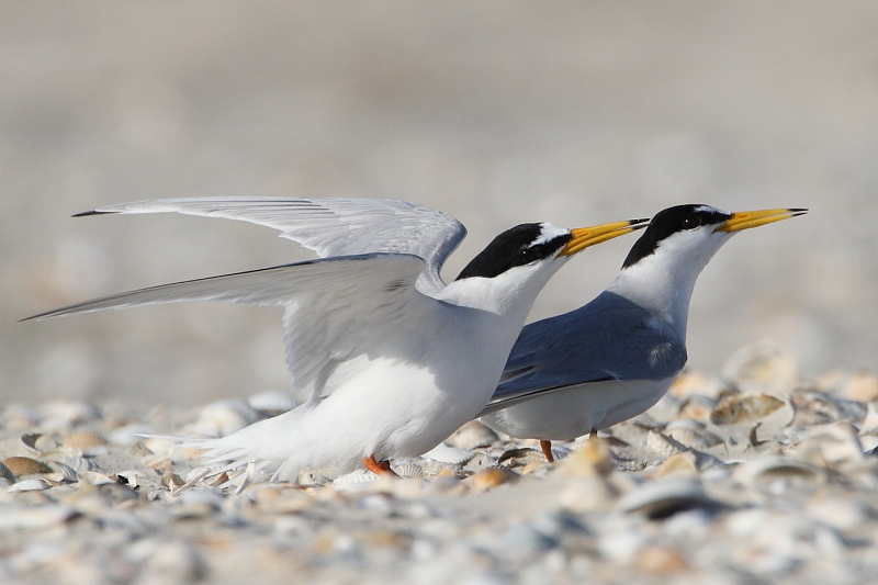 "Vögel des Nationalparks Wattenmeer"