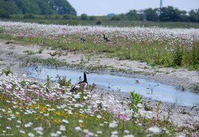 Kleine Vogelkundliche Radtour &ndash; Einblicke in die Vogelwelt von F&ouml;hr