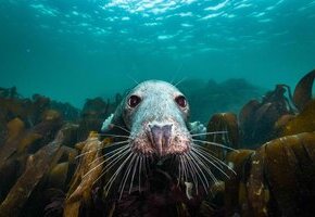 Die wilde Nordsee - Natur, die sich nicht zähmen lässt