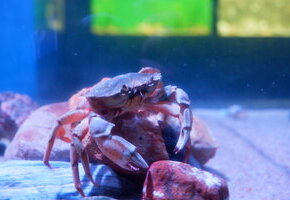 F&uuml;tterung der Aquarientiere im Nationalpark-Haus