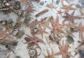 Seehundsb&auml;nke &ndash; Seetierfang mit dem "MS Rungholt"