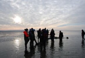 Wattwanderung zur Kormoraninsel und nach F&ouml;hr