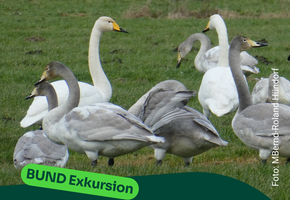 Exkursion_Schwaene_18-02-2026_fertig