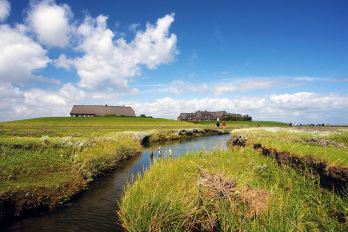 ​Tagesausflug Hallig Gr&ouml;de