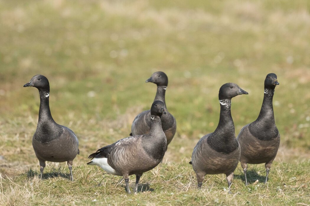 Trauminsel des Vogelzugs &ndash; Tagestour zur Insel Amrum