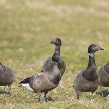 Trauminsel des Vogelzugs &ndash; Tagestour zur Insel Amrum