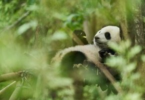 Moon, der Panda