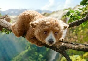 Paddington in Peru