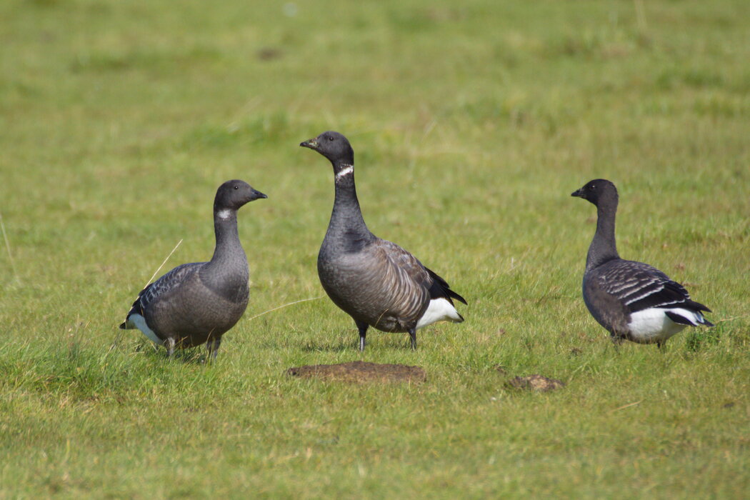 Gänseführung_HHK_Christel Grave