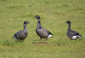 Gänseführung_HHK_Christel Grave